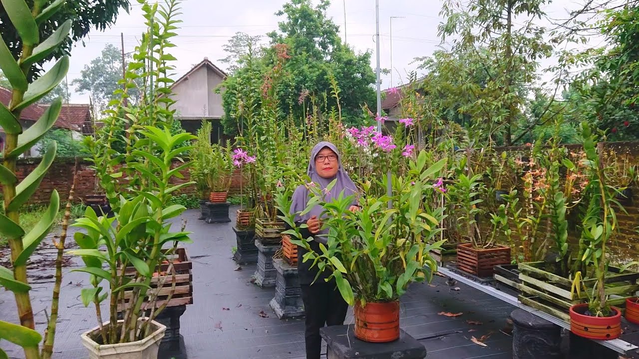 anggrek full hujan dan matahari koleksi ibu Erry, tips merawat anggrek