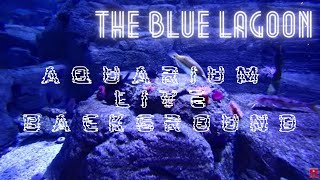 Aquarium LIVE Background | the blue Lagoon | video for relax end focus whit aquarium white noise