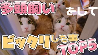 ノルウェージャンフォレストキャットを多頭飼いしてビックリした事TOP5