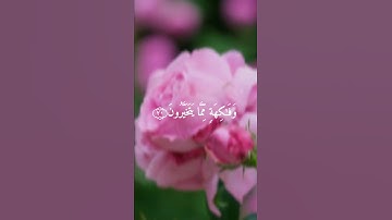آيات من (سورة الواقعة) القارئ: اسلام صبحى