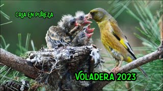 Cría en pureza. Verderona ancestral Maltesa, cebando pichones. Cría en voladera 2023