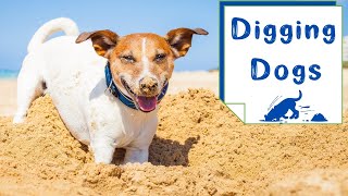 How to Stop a Dog from Digging in the Yard | Positive Dog Training to Stop Digging