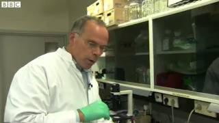 Famous Prof Mark Post explains world's first lab-grown burger process Wealth