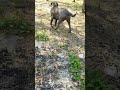 Ozarks Offgrid Life's Crazy Work #dog #retreiver #homestead #canecorso #home #mastiff