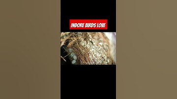 🐦🕊️Java Sparrow Breeding Progressb#shorts #short