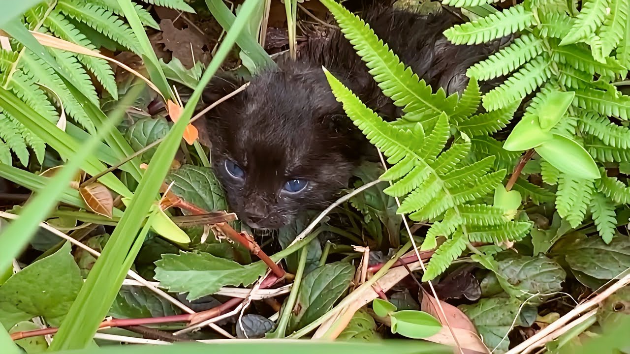 台風の日に1人で鳴いていた子猫を保護して人生が変わりました／成長記録