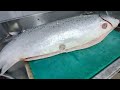Here The Best Fish || Atlantic Salmon