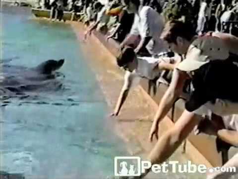 Dolphin vs. Boy - PetTube.com