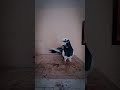 Bangali Baggare Powerful Pigeons Display PIGEONS ADDA P20 BangaliBagga PigeonAddap20 Bangali Baggare Powerful Pigeons Display PIGEONS ADDA P20 BangaliBagga PigeonAddap20
