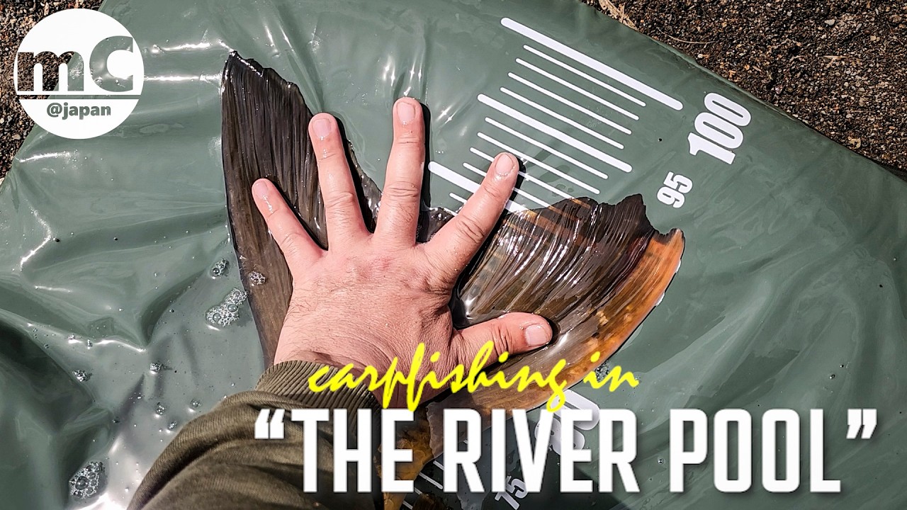 Carp Fishing] Carp Fishing in the River Pool [Wild Carp Action