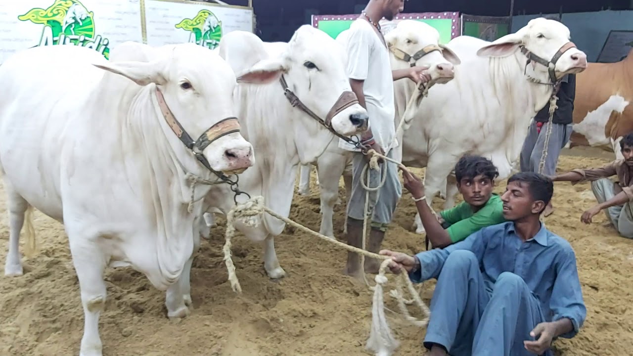 TOP CLASS NUKRA Beauties of Afridi Cattle Farm 2019 Collection | Heavy Bulls at Afridi Cattle Farm