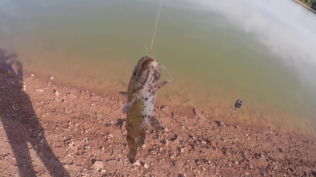 peche du poisson chat automne 2018 YouTube