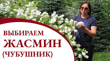 Выбираем кустарник Жасмин (Чубушник)