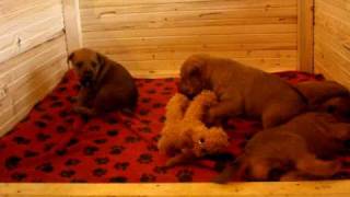 irish terrier 4 weeks by zajkoj 150 views 14 years ago 1 minute, 50 seconds