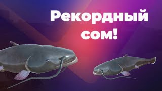 видео: Вы ждали это видео!!! Огромные СОМЫ на КЕТЛИН-ЛЕЙК! картинка: Вы ждали это видео!!! Огромные СОМЫ на КЕТЛИН-ЛЕЙК!