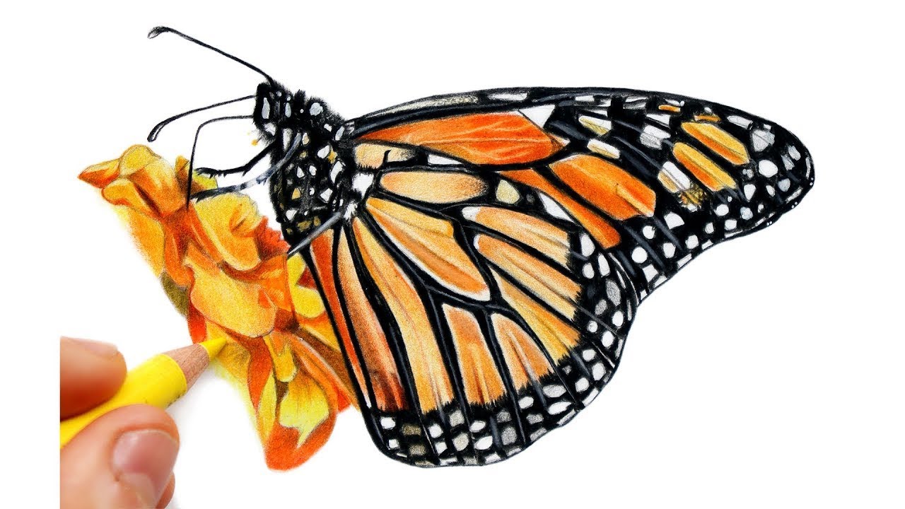 Free butterfly drawing to download and color - Butterflies Kids Coloring  Pages