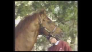 1992 Channel TEN Profile _ Nassipour NZ Stallion