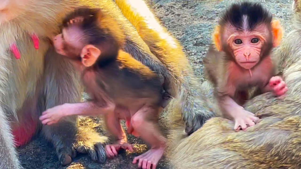 The baby cute monkey asked his mother, 