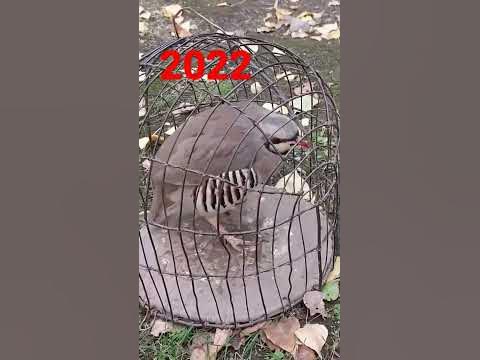 кабг Чанг - YouTube
