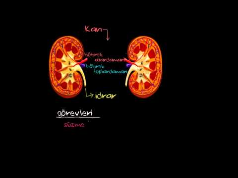 Video: Akvaryum Balıklarında Böbrek Ve Ürogenital Hastalıklar - Balıklarda Böbrek Yetmezliği