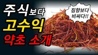 금값보다 비싼 약초를 재배한다[약초방송]