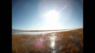 NV swan Dec. 2, 2011.wmv
