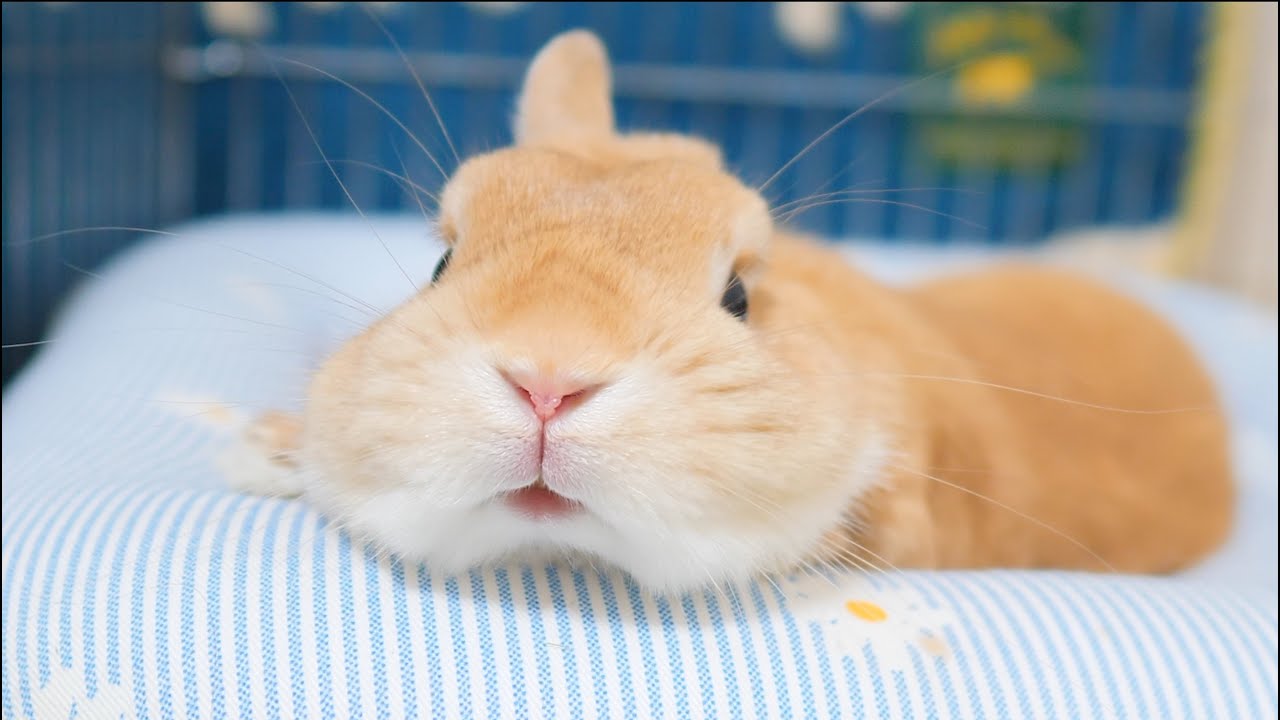 【中古】 うさぎの小麦ちゃん クッションの使い方を完璧に理解しているうさぎの麦【No.78】 - YouTube