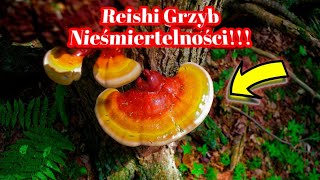 1856. Reishi Chiński Grzyb Nieśmiertelności