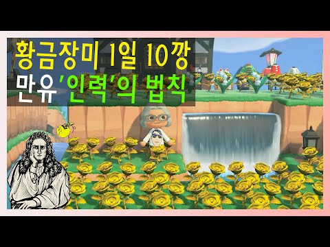 모동숲 교배꽃 초보 꿀팁영상 금장미 1일 1깡?? 1일 10깡 어렵지 않아요 !!!!