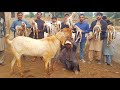 Giant Makhi Cheena Goat Breed Pakistan|Complete Documentary