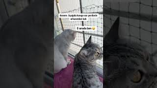 Milli sporumuz 😀 #cat #sokak #yavruhayvanlar #kedi #turkishcat #funny #memes