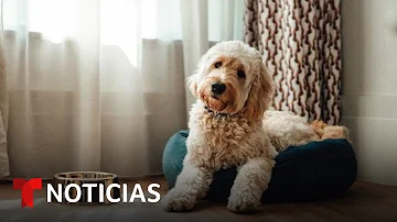 ¿Cuál es la mascota número 1 en Estados Unidos?