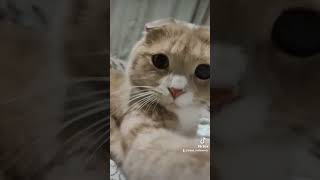 кот Семен #Кот Семён #котэ #котенок #cat