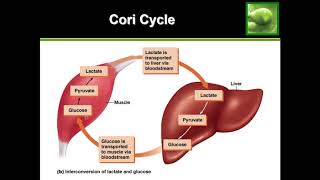 Anaerobic Metabolism (Cori Cycle)