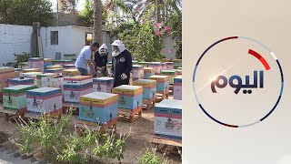 تربية النحل.. أسرار وأفكار جديدة يتم تطبيقها في مصر