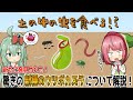 【新種】大発見!! 今までの常識を覆す 地中の虫を食べる新種のウツボカズラが発見される!! Nepenthes pudicaについて解説【食虫植物TV】