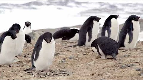 Adélie Penguin Colony building nests.