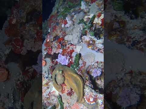 The Octopus and
