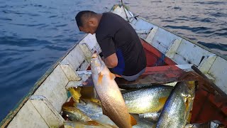 Muitas Pescadas Amarelas na Romana. VEJAM! PESCA DE ESPINHEL.