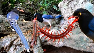 Urocissa Erythroryncha And Giant Centipede Tropical Forest Bees