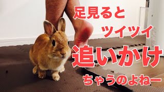 飼い主の足でトンネル遊び #530