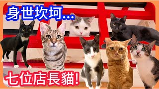 我們打造了日式的人貓樂園！七隻店長貓來店安置的第一天，全都身世坎坷！【転運棧－貓中途咖啡廳ep1】