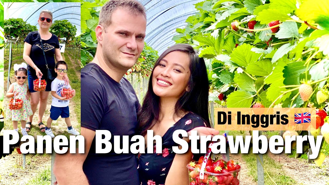 SERUNYA PANEN BUAH STRAWBERRY BERSAMA KELUARGA !! Mama mertua sampe keasyikan sendiri 😄😂