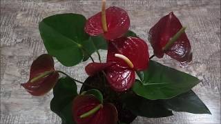 (Otazu Brown),