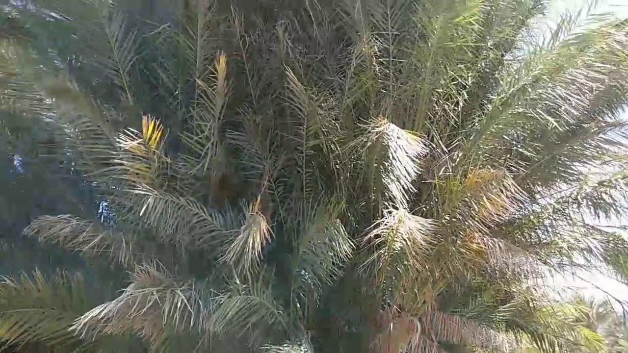 China Ranch Date Farm- Hidden Paradise