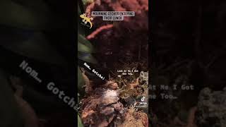 Lepidodactylus lugubris Live Feeding Flies