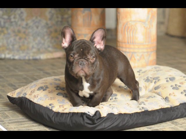 chocolate bulldog puppy