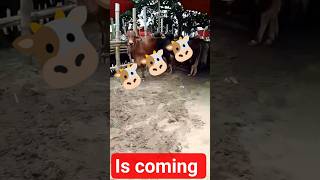 Is Coming 🐮🐮 Resimi