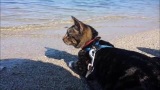 Kizme And Lake Michigan