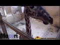 Animal Adventure Park Giraffe Cam